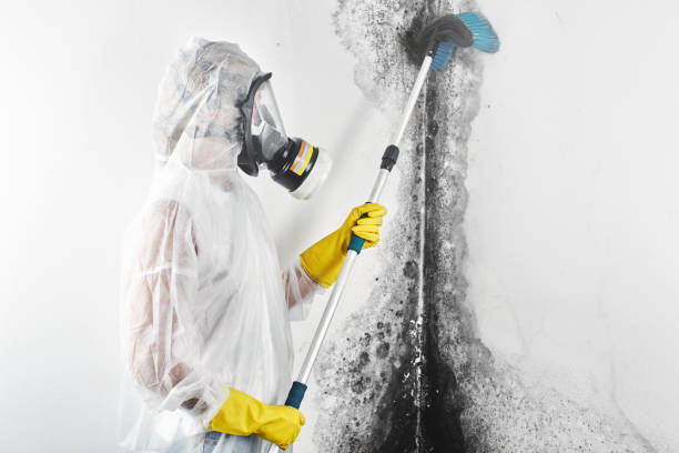 Best Comprehensive Air Testing for Mold Contaminants  in Mauldin, SC