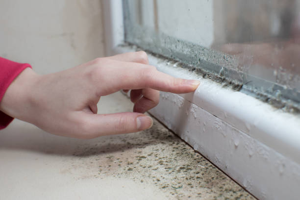 Best Asbestos and Lead Testing During Mold Inspection  in Mauldin, SC